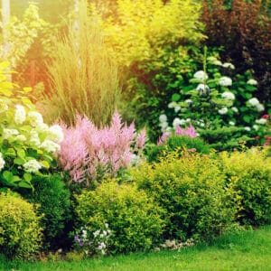 Jardin d'été ensoleillé avec des hortensias blancs, astilbes roses, un conifère élancé et des arbustes verts variés.
