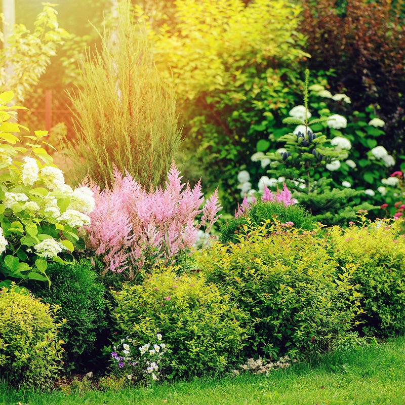 Jardin d'été ensoleillé avec des hortensias blancs, astilbes roses, un conifère élancé et des arbustes verts variés.
