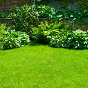 Jardin paysager verdoyant avec pelouse tondue, massifs de plantes et de fougères devant un mur en pierres sèches et verdure.