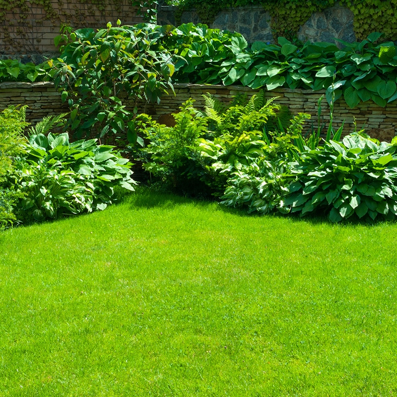 Jardin paysager verdoyant avec pelouse tondue, massifs de plantes et de fougères devant un mur en pierres sèches et verdure.