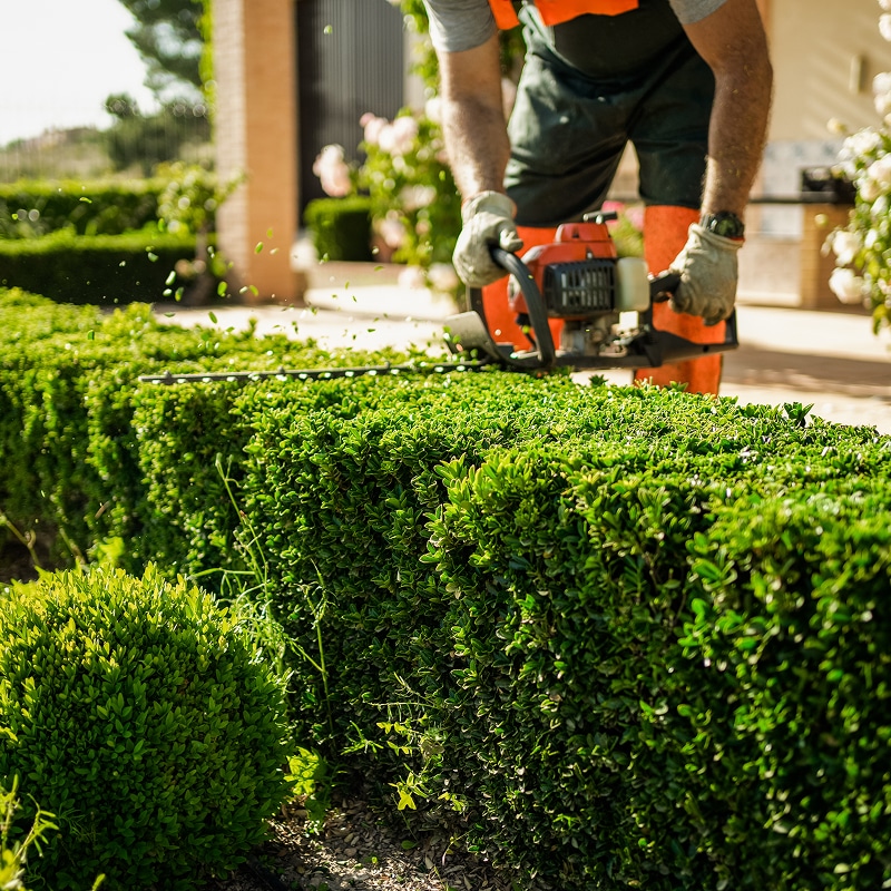 Jardinier taille une haie verte dense avec un taille-haie, des feuilles volent. Entretien paysager professionnel sous un ciel lumineux.